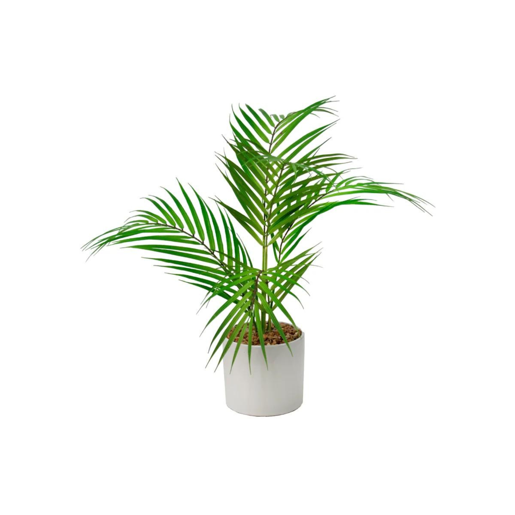 Areca Palm