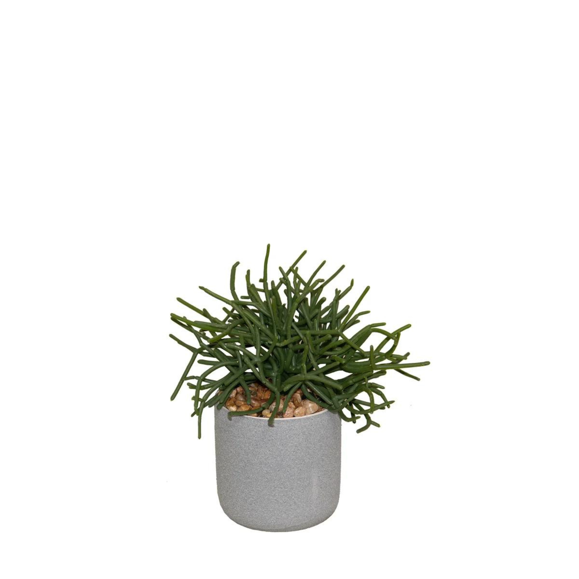 Pencil Cactus