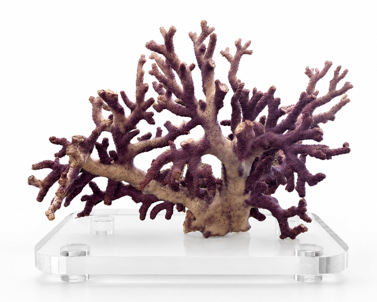 Natural Purple Branch Coral on clear acrylic stand