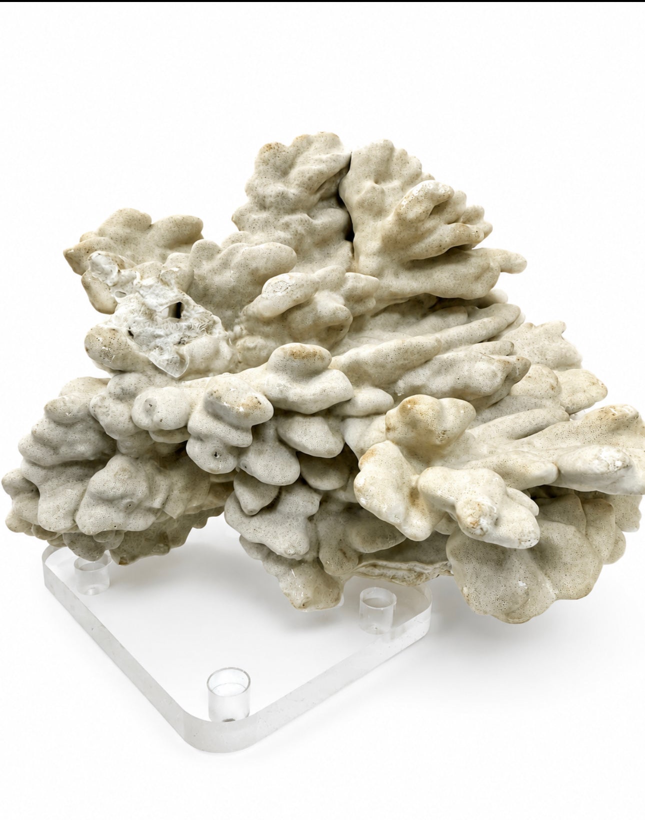 Ocean Blossom Coral