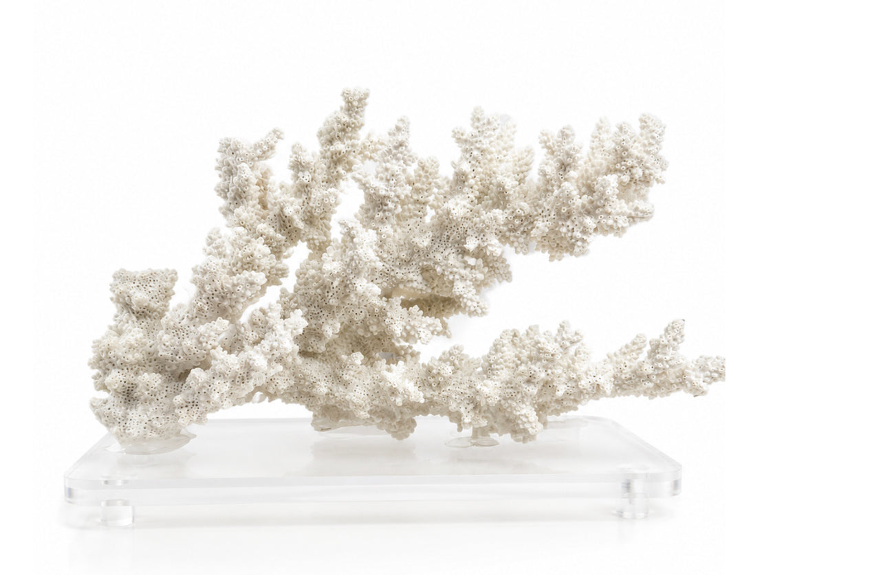 White Coastal Canopy Coral
