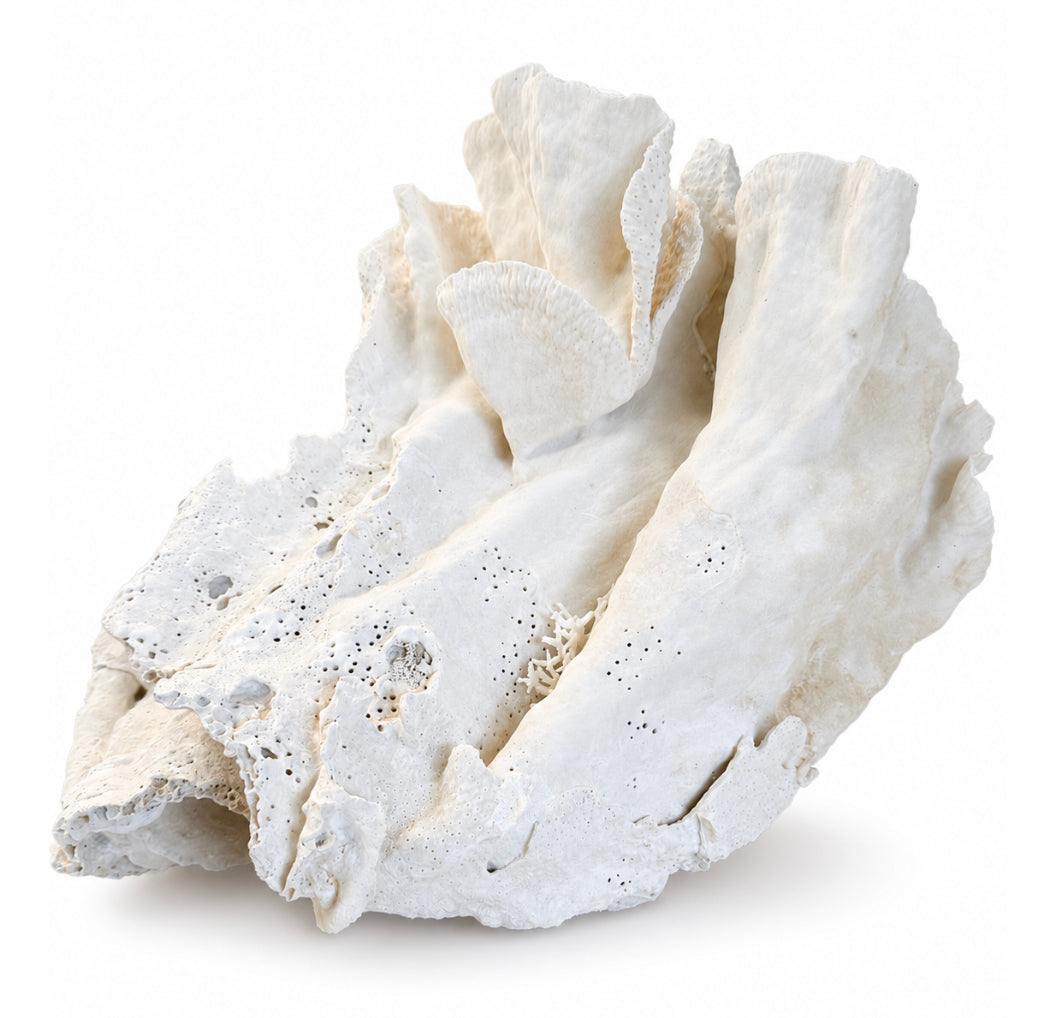 Rare Museum Collection Natural Coral Sculpture