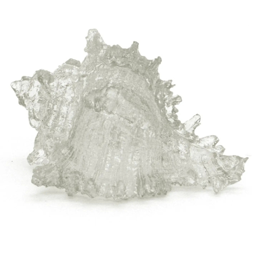 Clear Murex Shell
