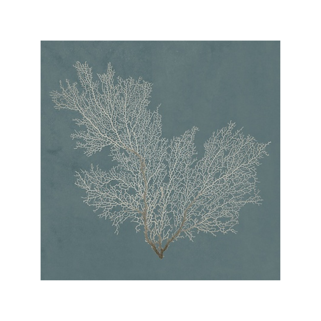 Coral Under The Sea