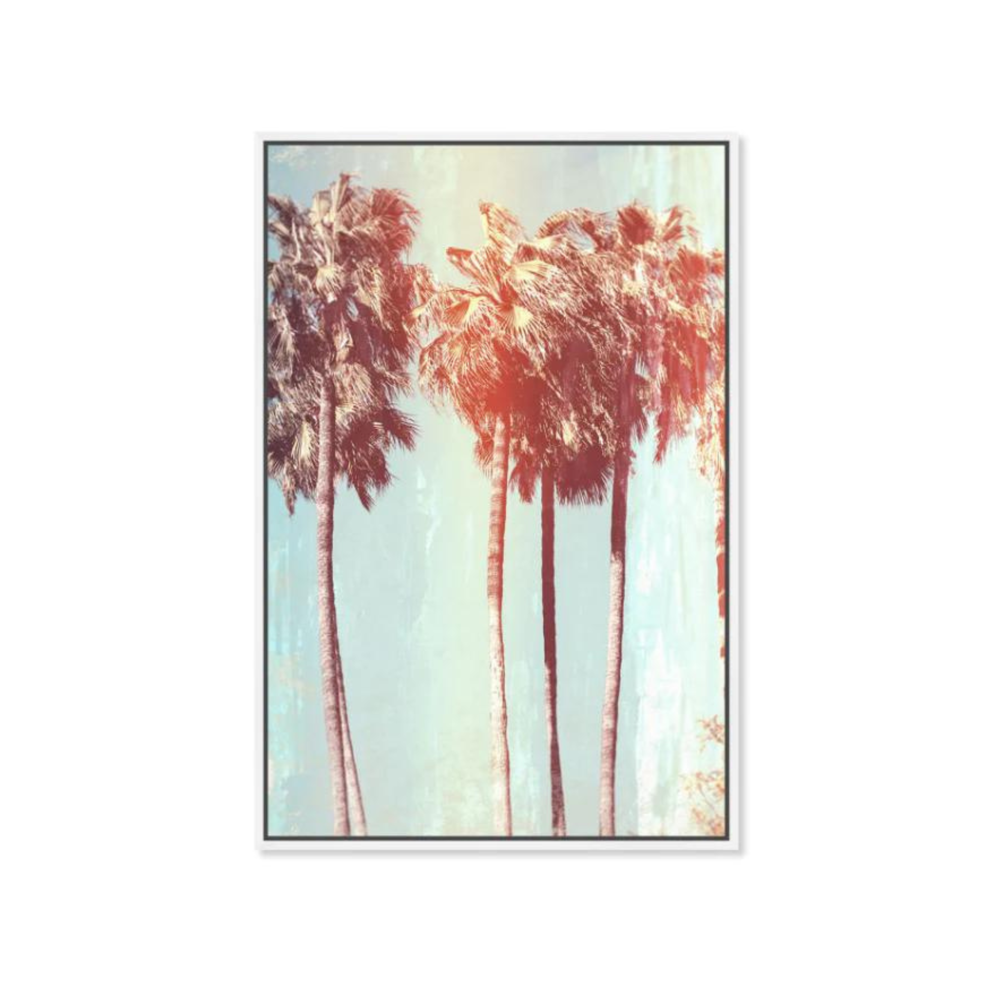 Palm Tree Dream