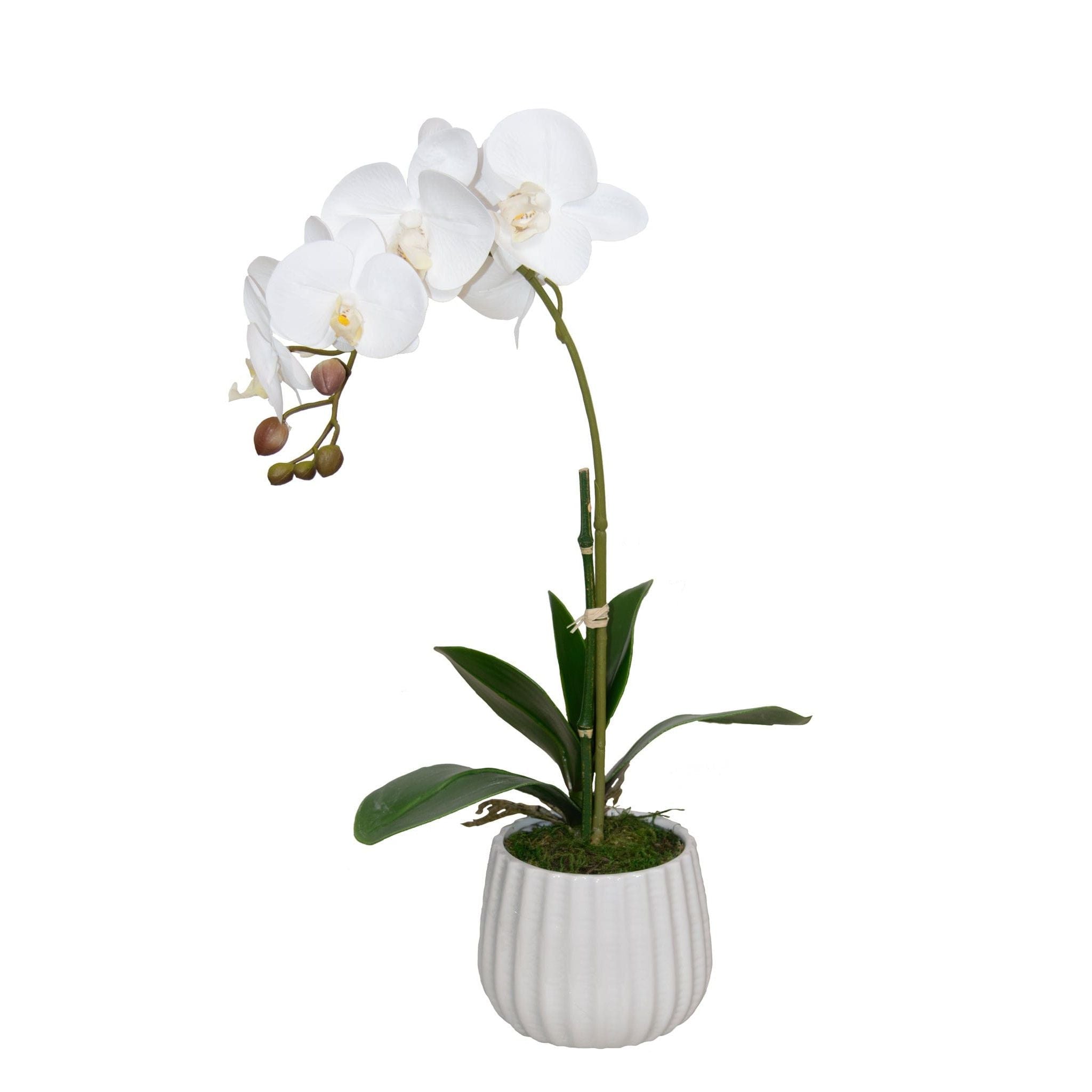 White Orchid