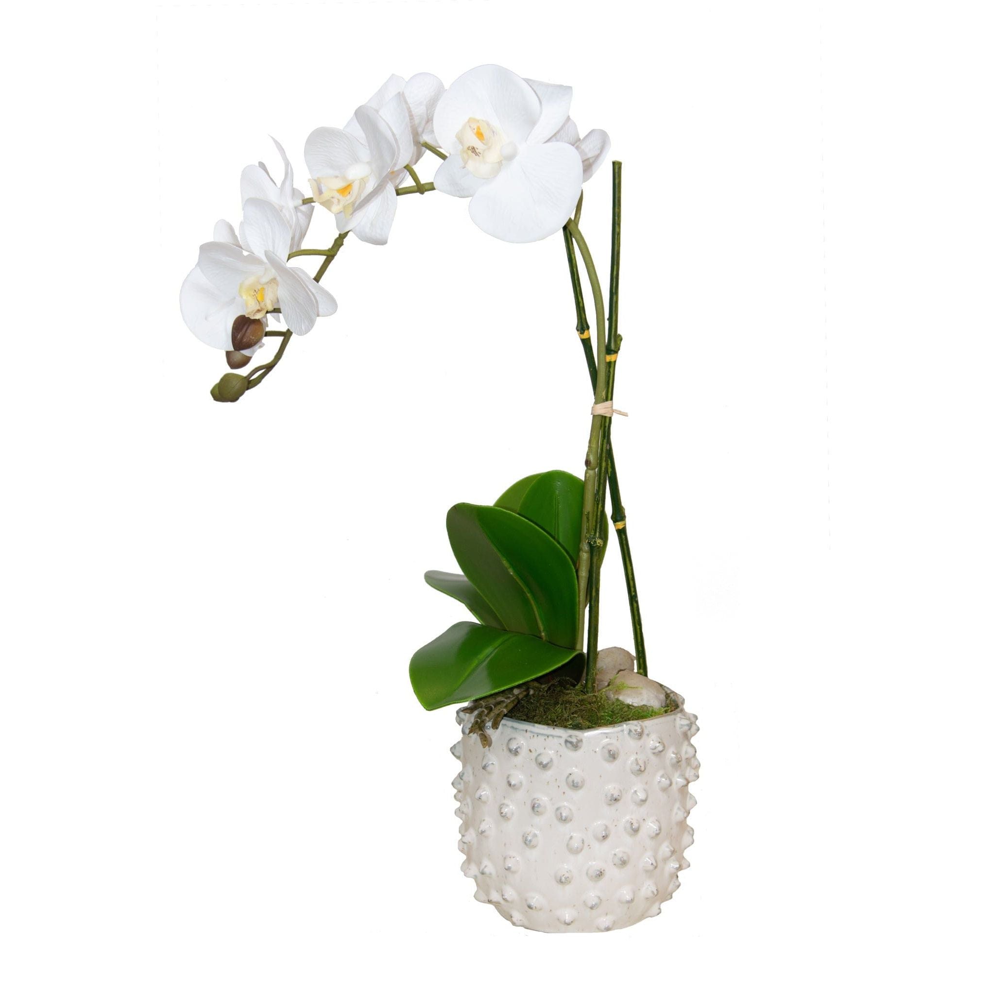 White Orchid w/ Polka Dots