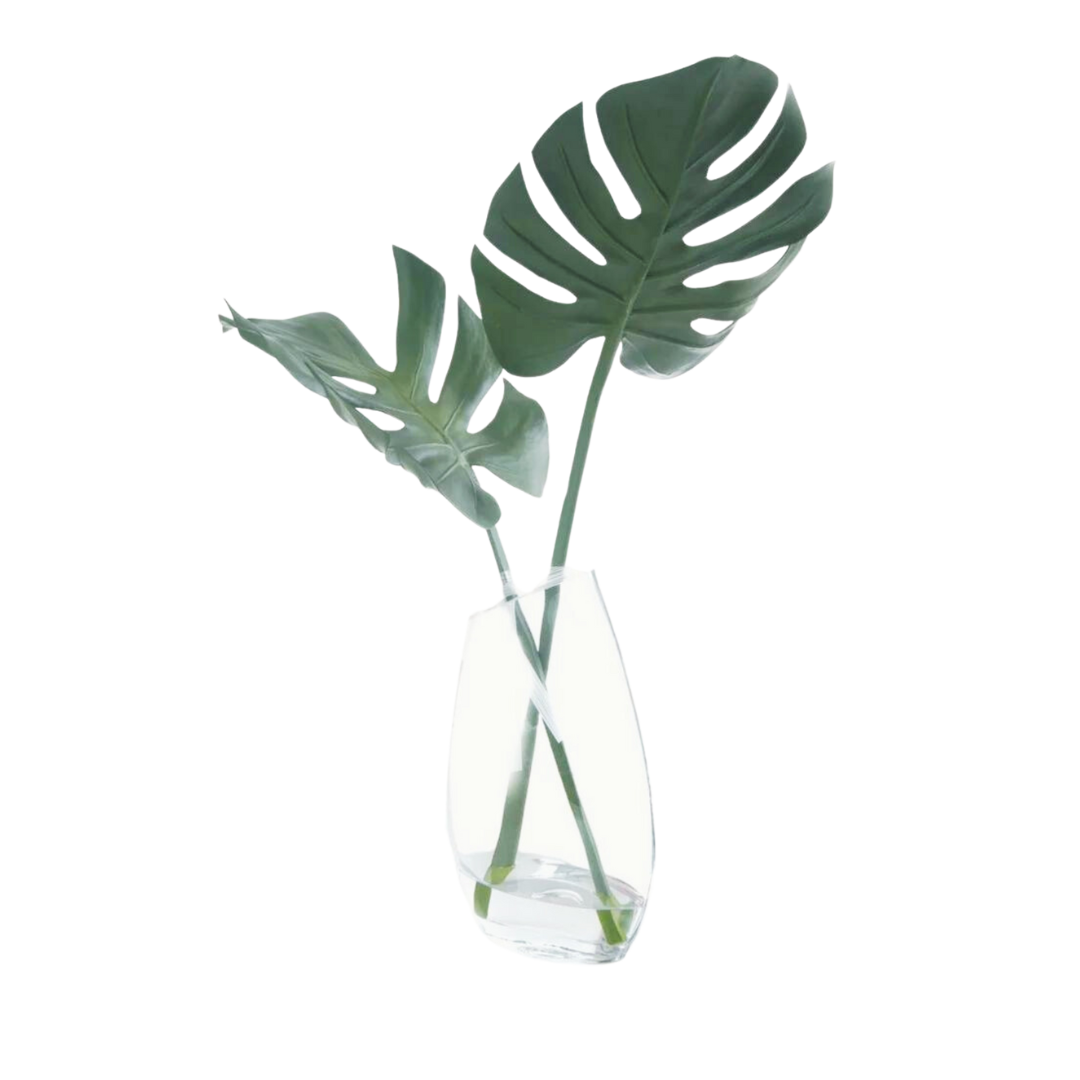 monstera in vase Monstera in Glass Vase
