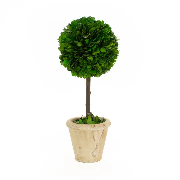 Boxwood Ball Topiary