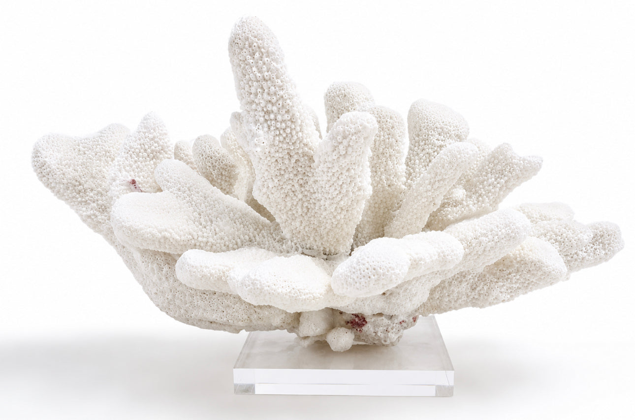 Natural Finger Coral Sculpture