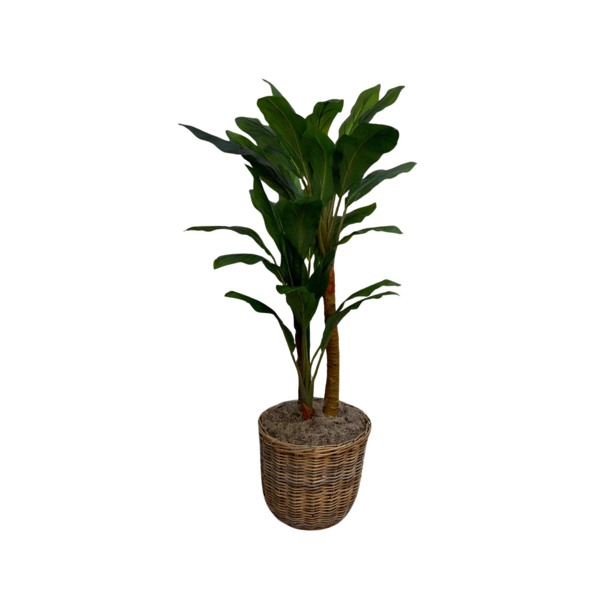 POTTED BANANA TREE