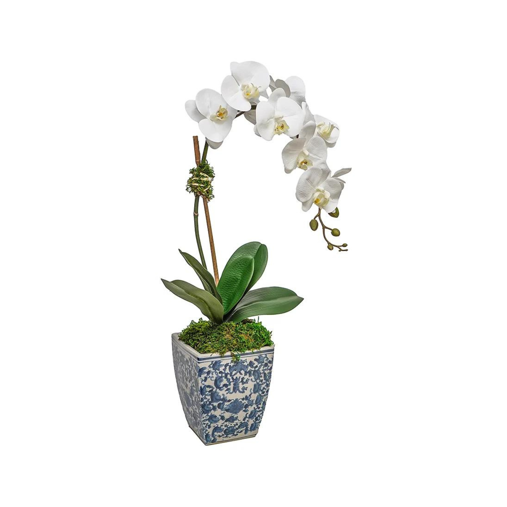 Orchid In 6" Cache Pot