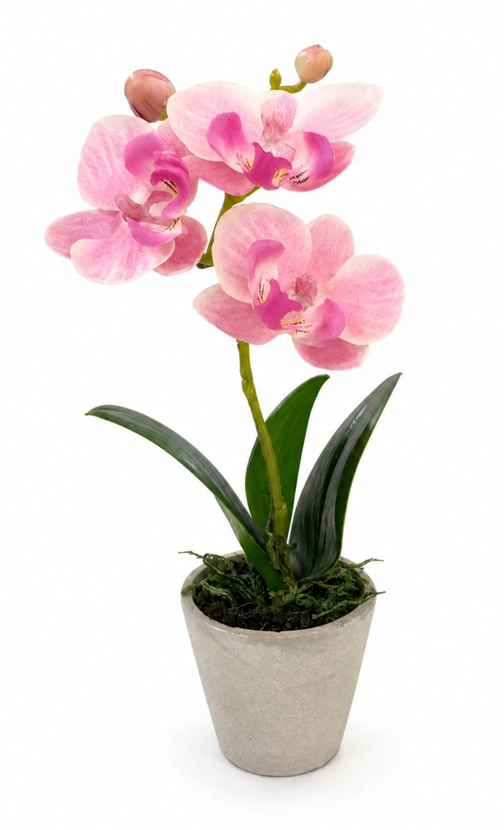 Mini Faux  Pink  Phalen-Orchid