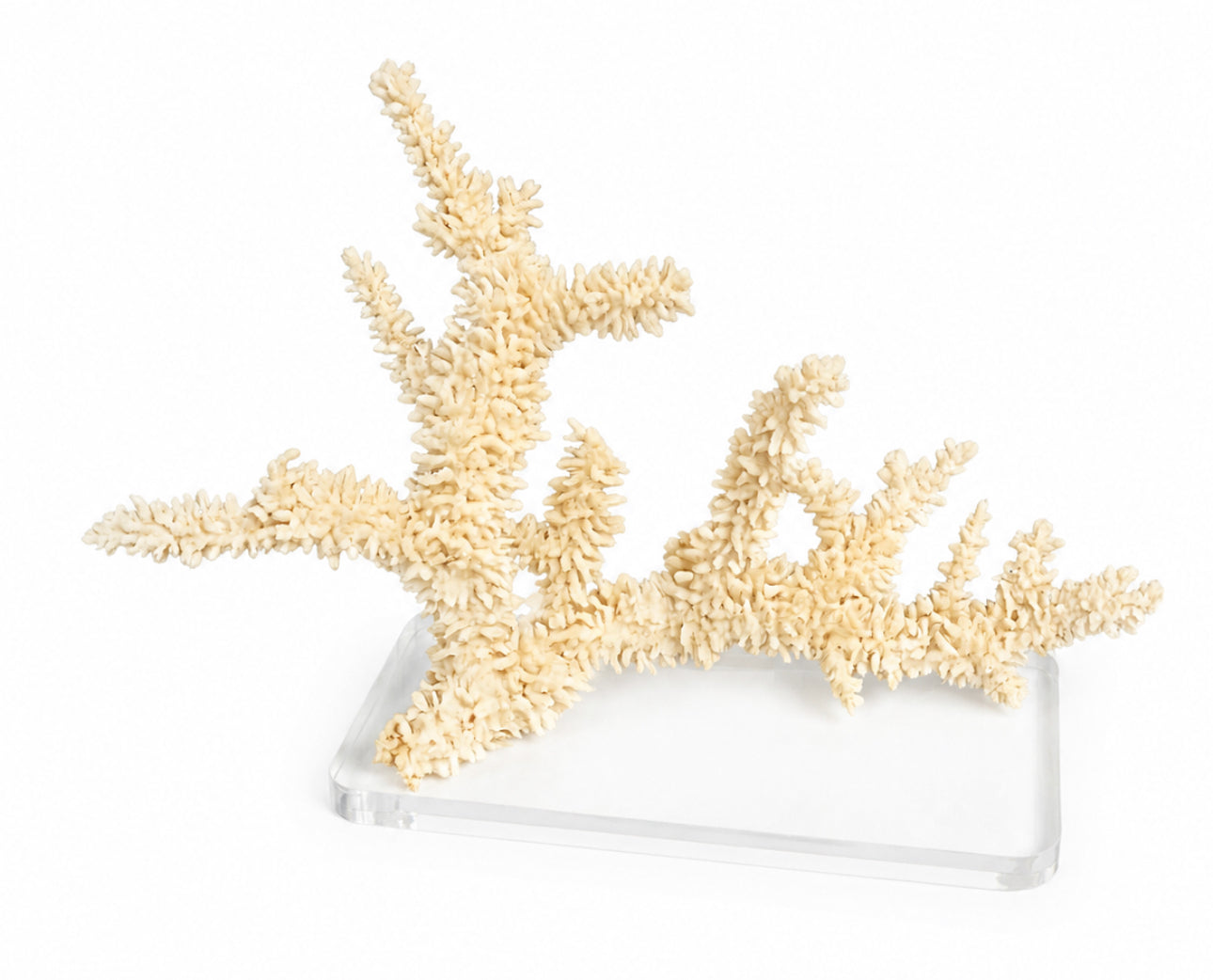 Natre's Coast Ivory Branch Coral