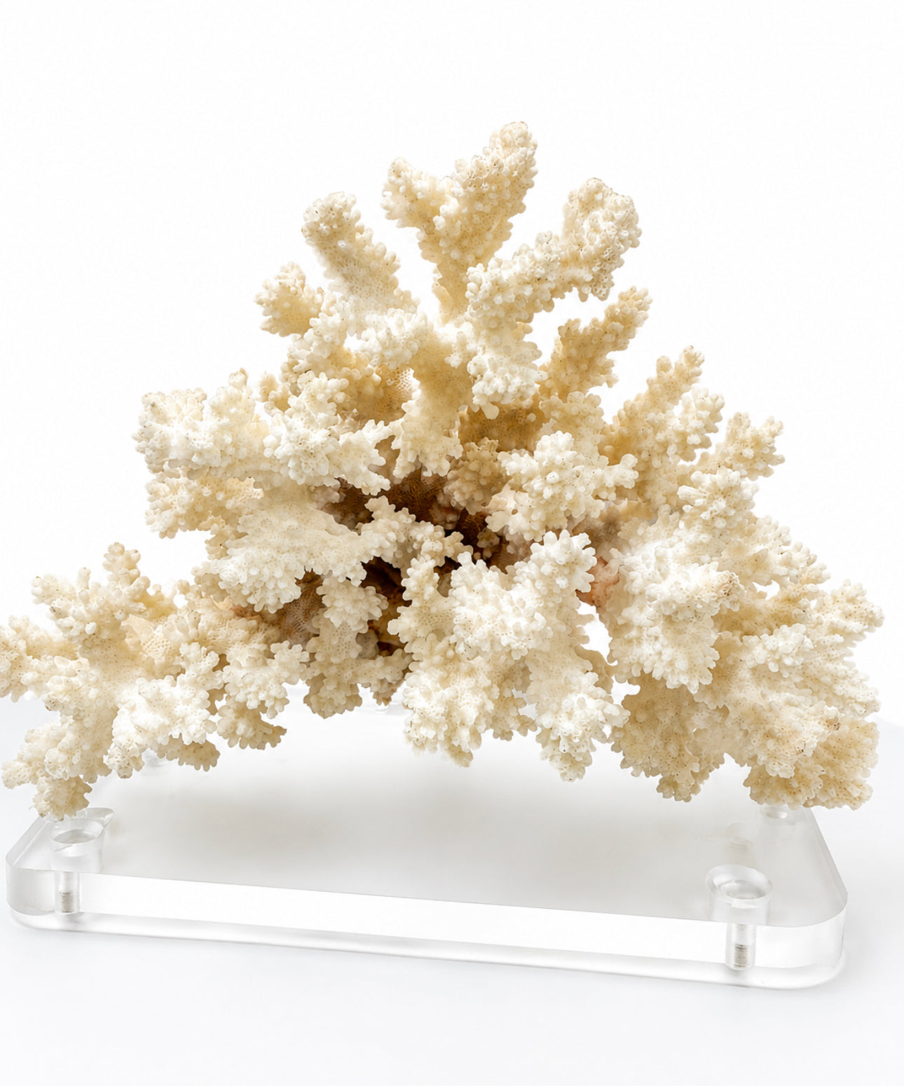 Ivory & Ember Veil Coral