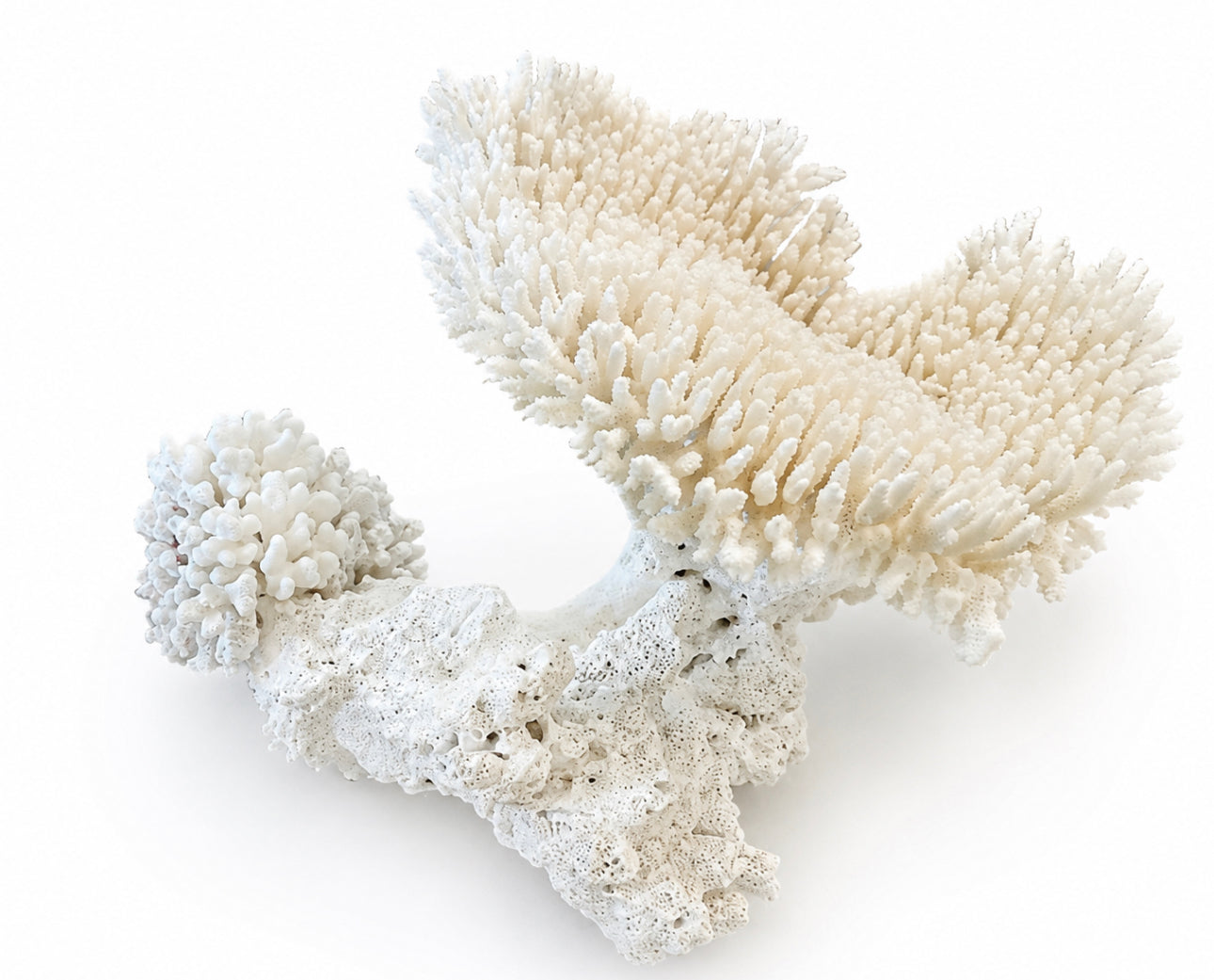 Large White Reef Coral Sculpture