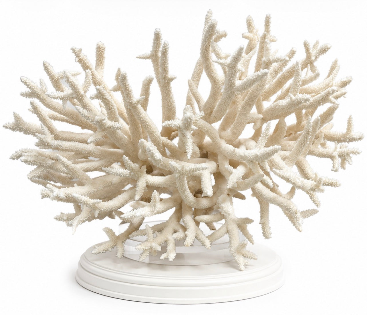 Grand Reef Branch Natural Coral Sculpture