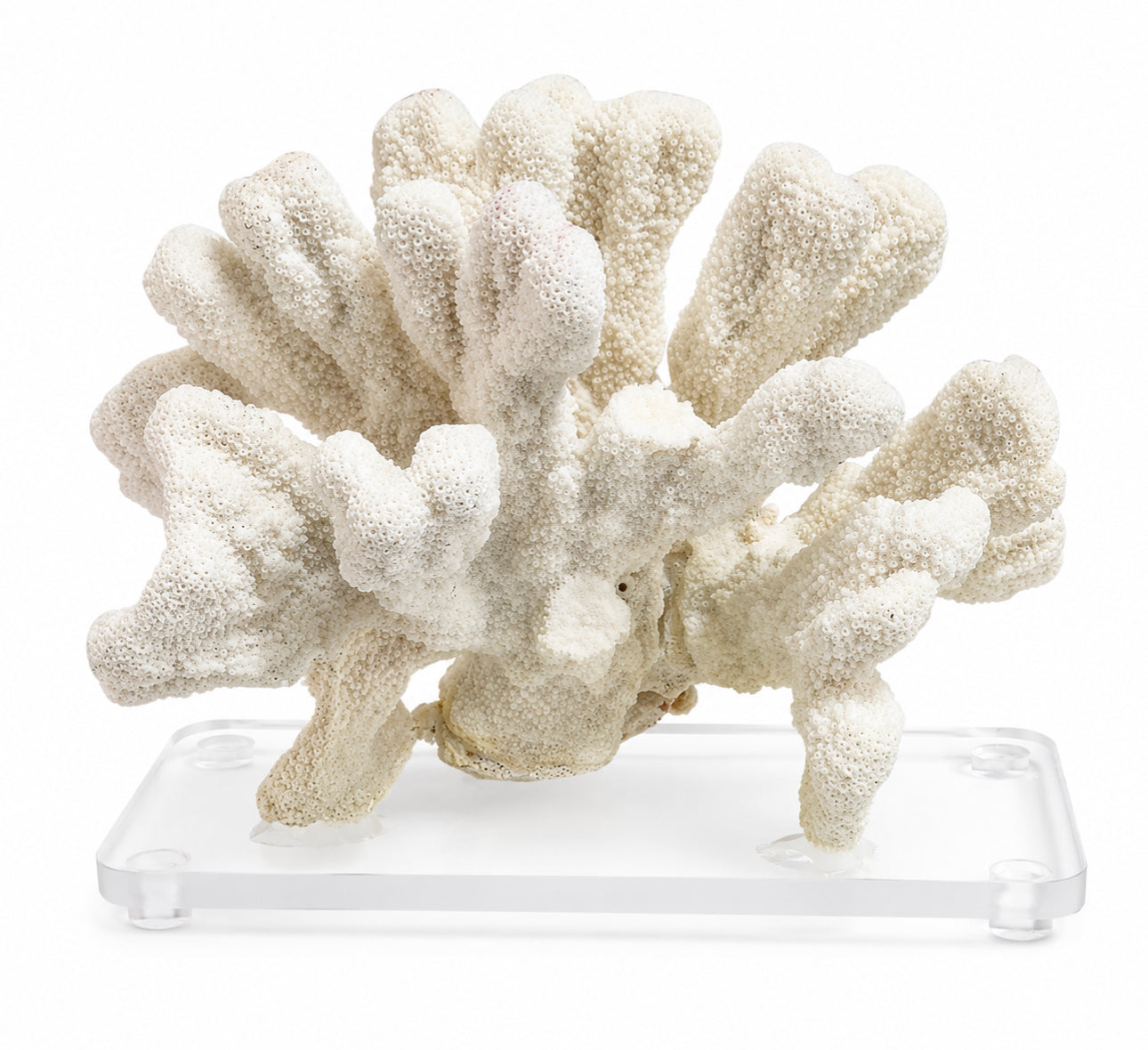 Natural Branch Coral Sculpture