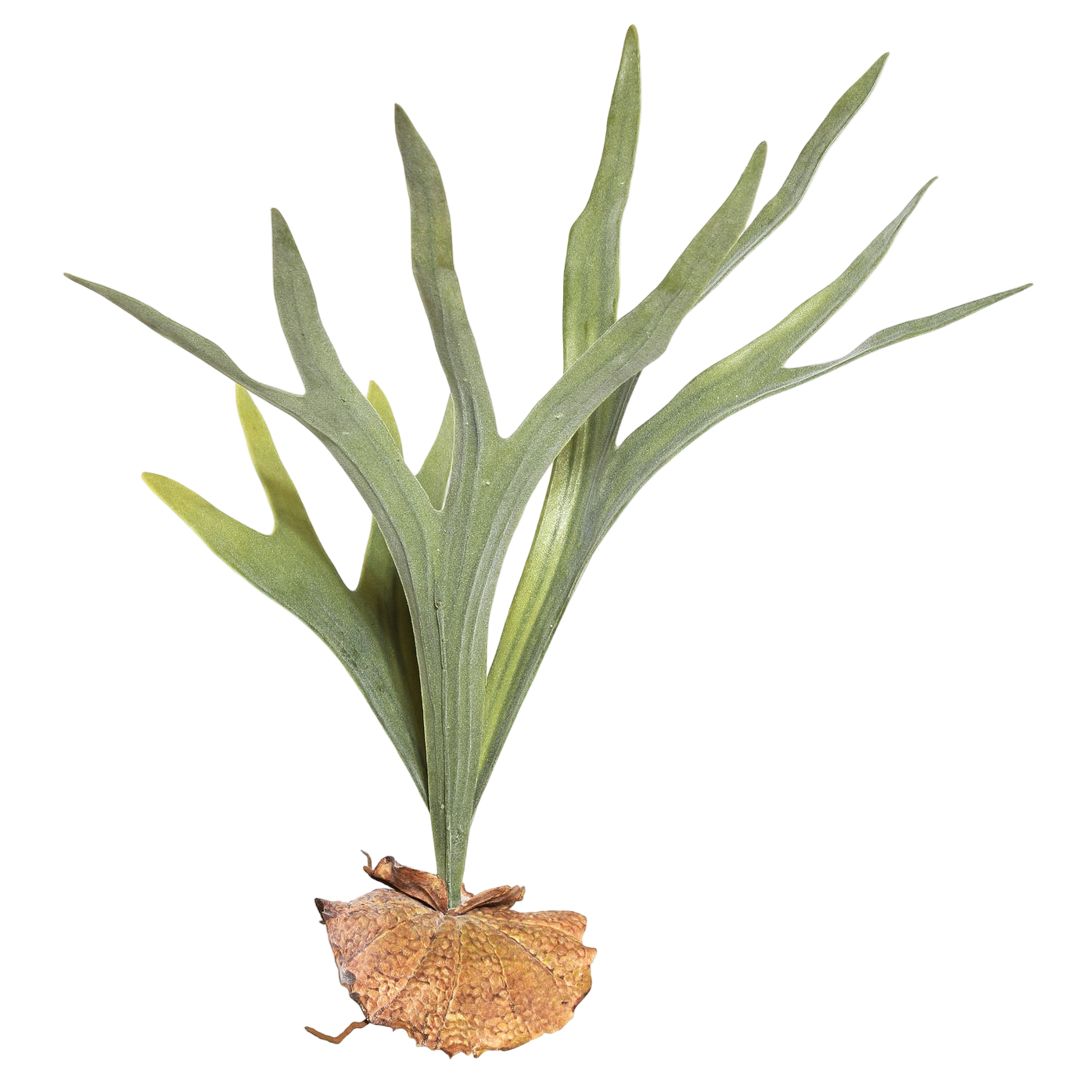 Artificial staghorn fern plant with green leaves and brown root base on a white background