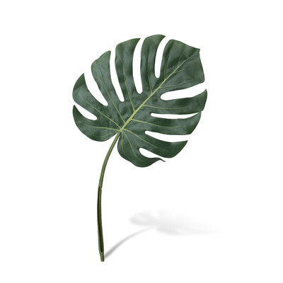 Monstera Leaf Stems