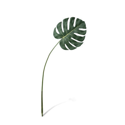 Monstera Leaf Stems