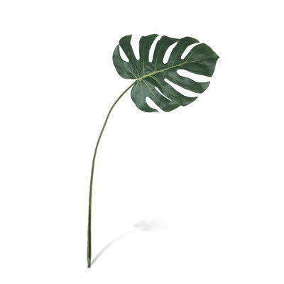 Monstera Leaf Stems