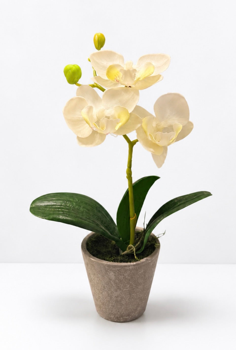 Mini Faux  White PhalenOrchid