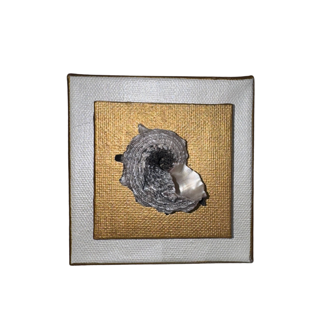 Mini Shell Canvas