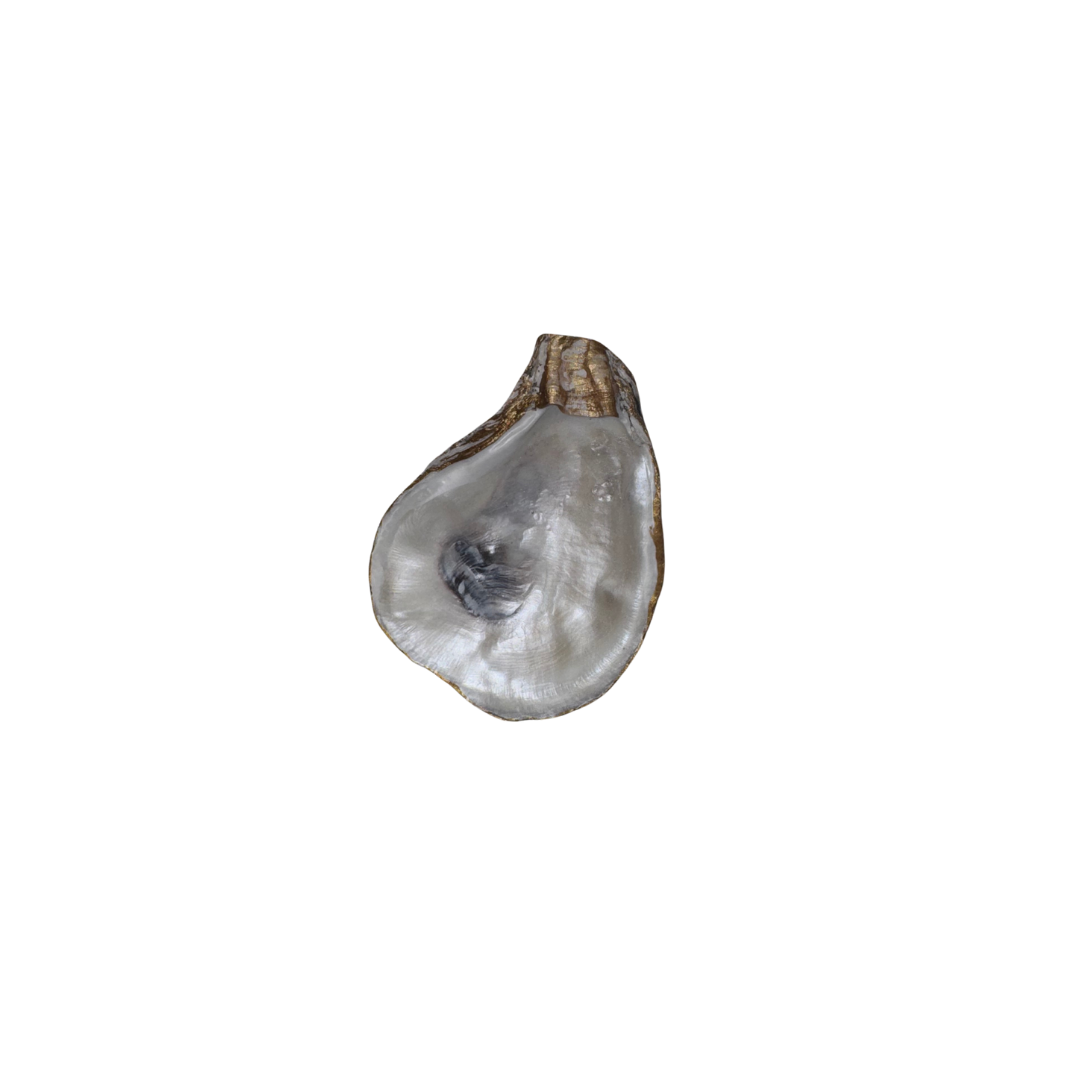 Oyster Acrylic