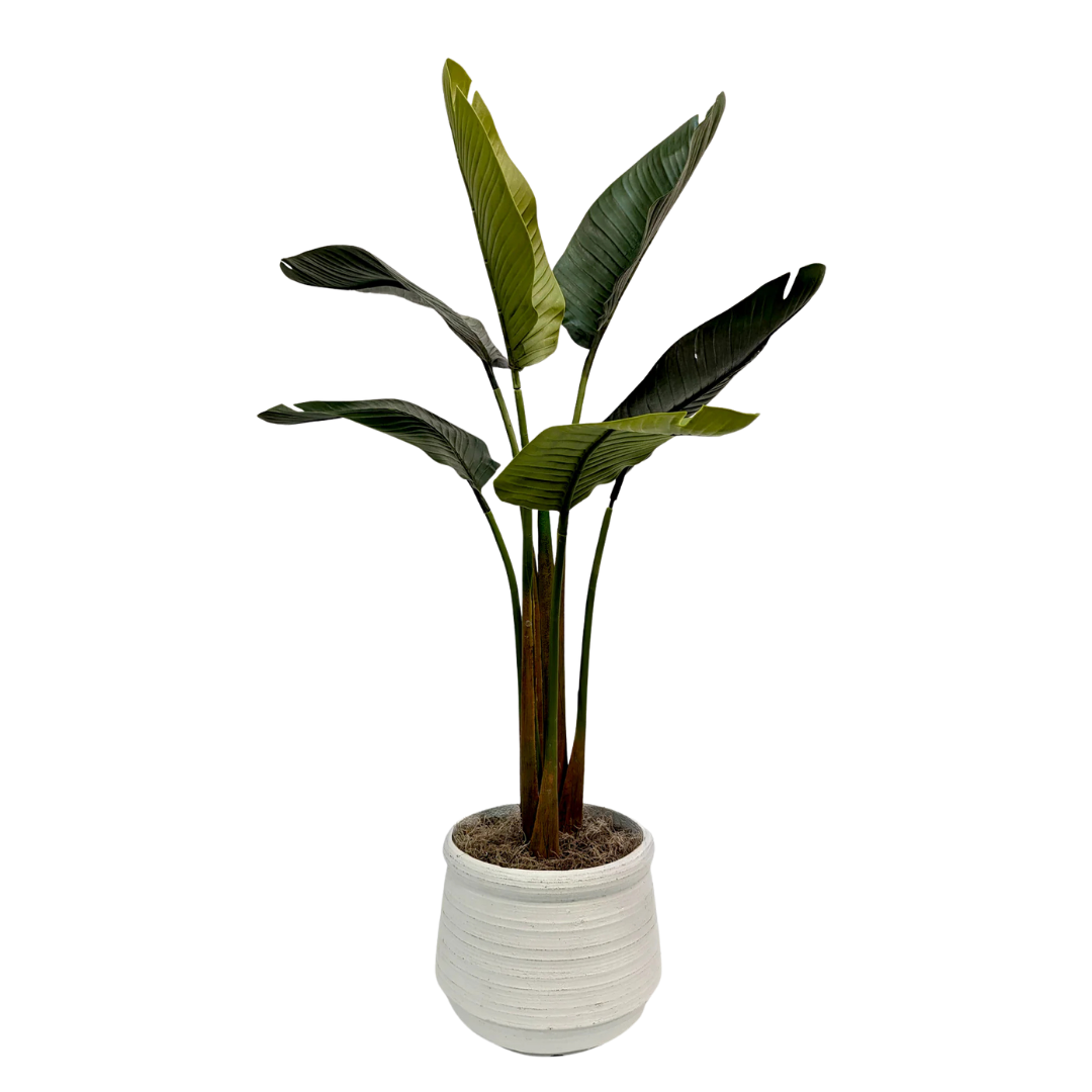 Palm Plant