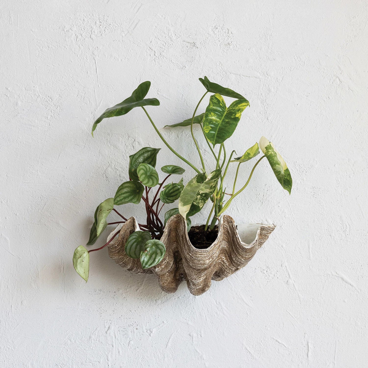 Clam Shell Wall Container