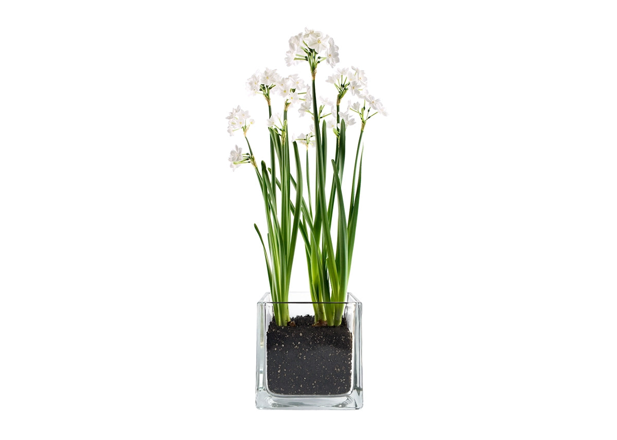 Paperwhites Garden