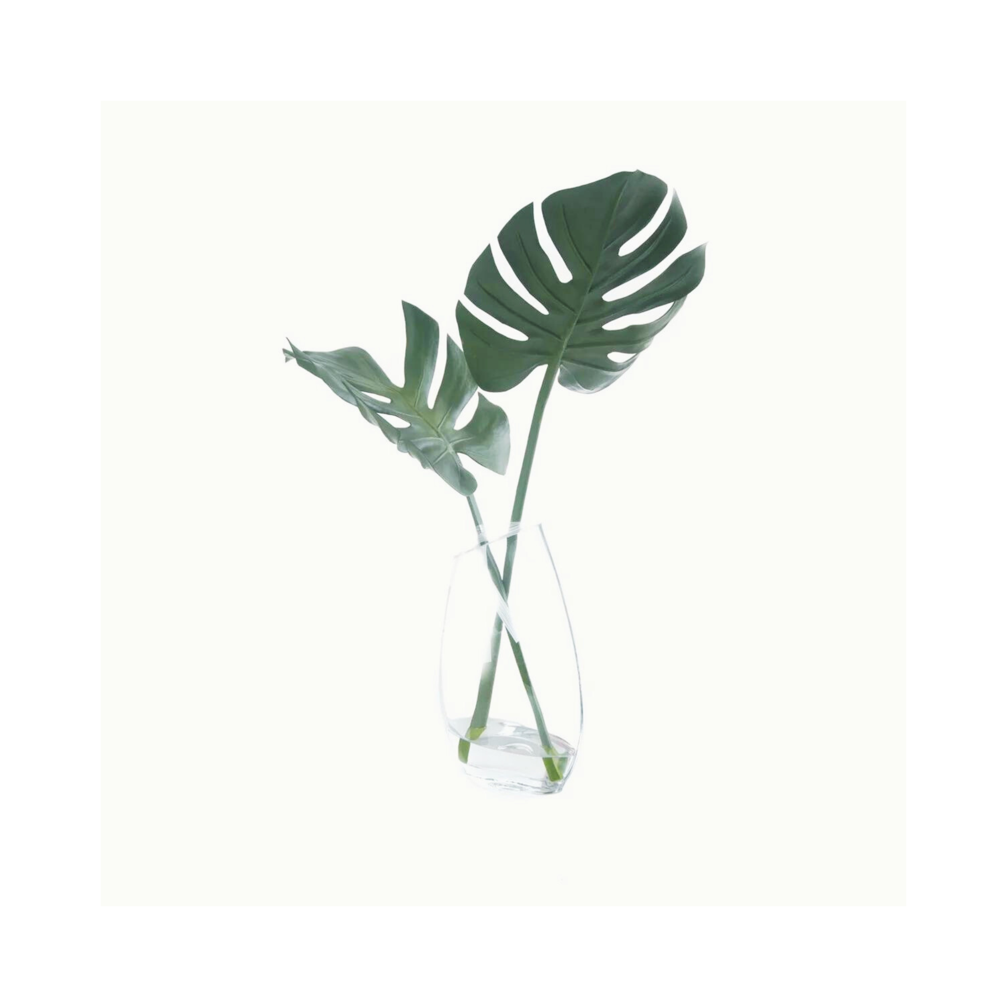 Monstera in Glass Vase