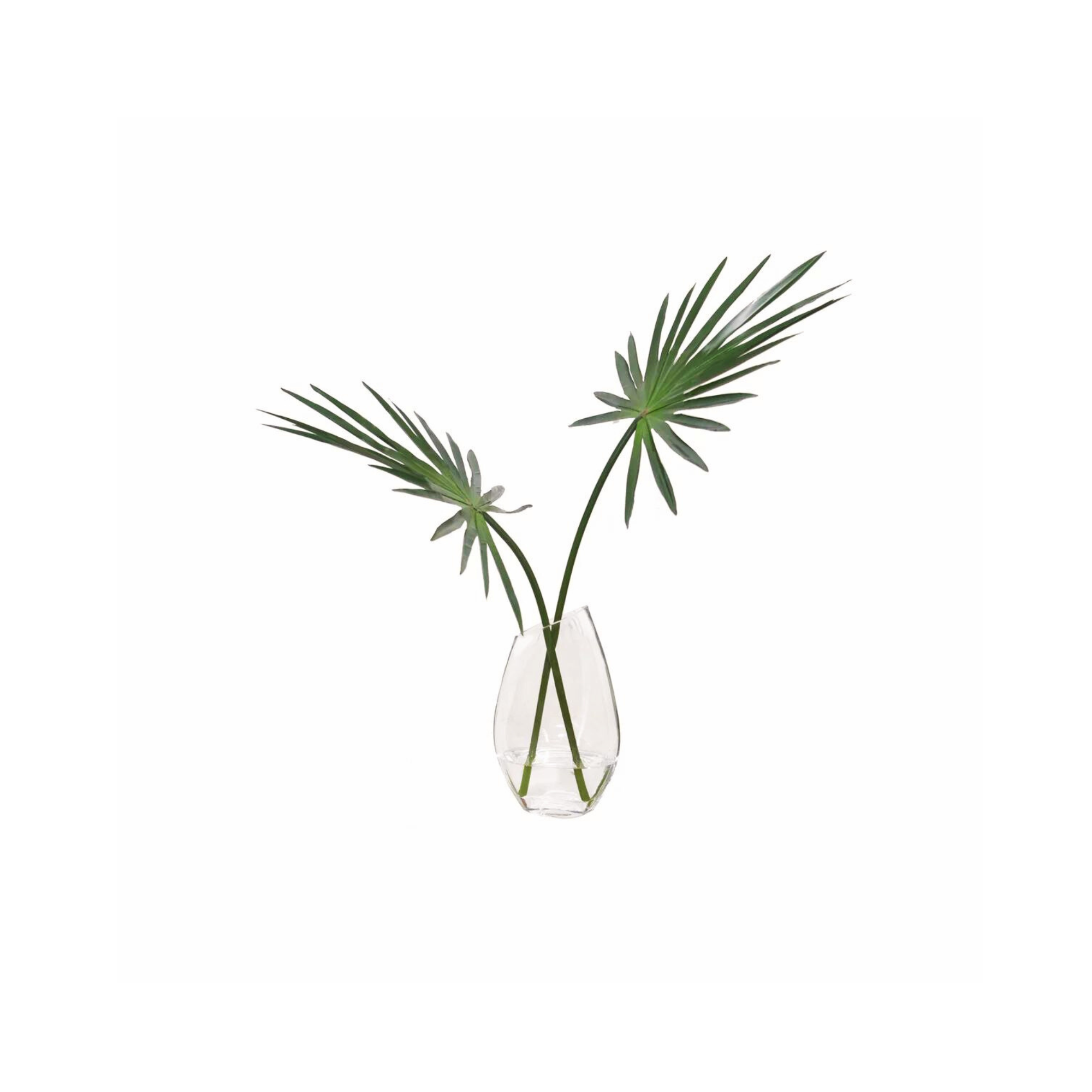 Fan Palm in Glass