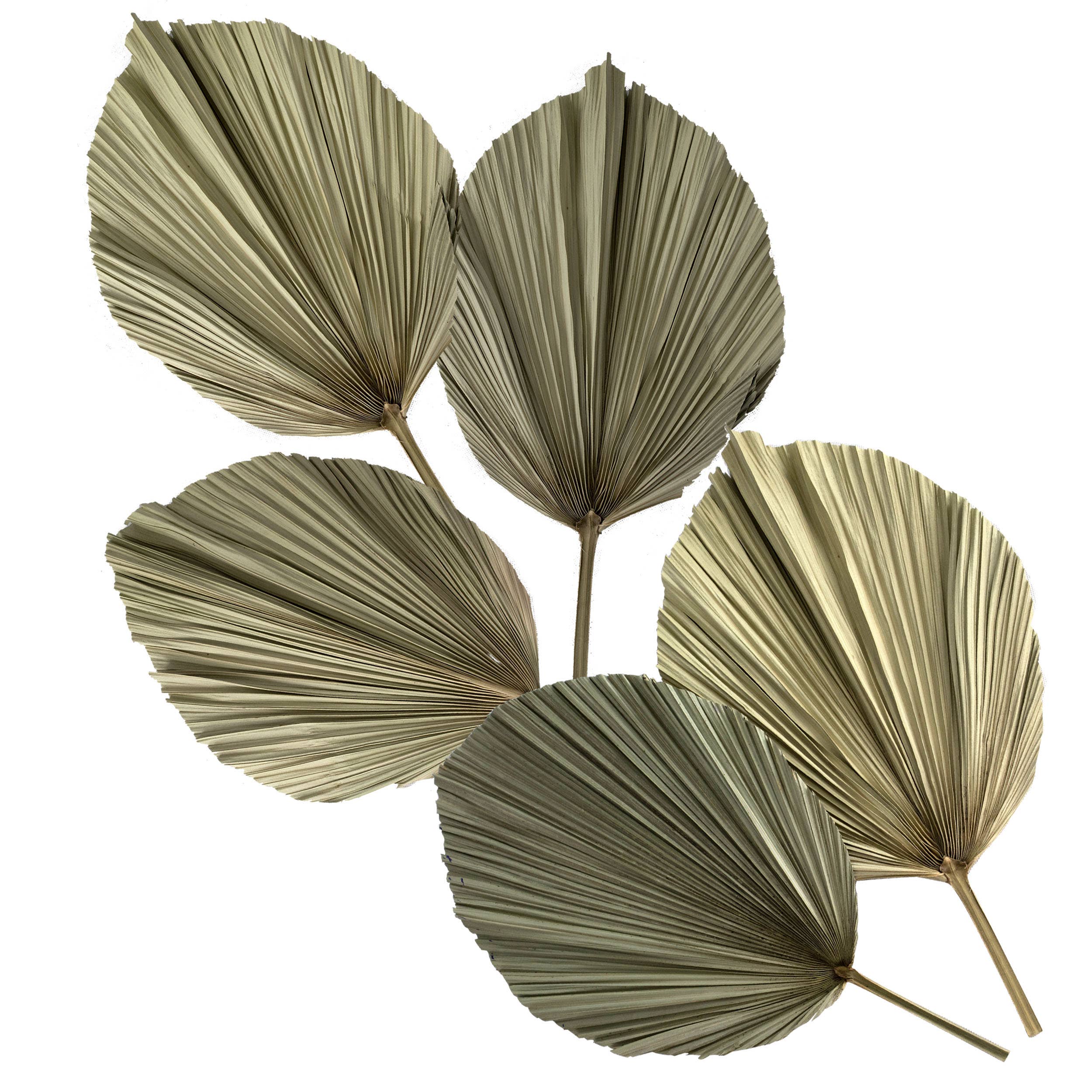 Decorative Palm Leaves