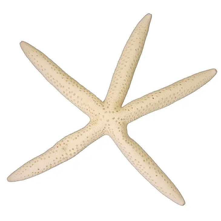 Linka Starfish