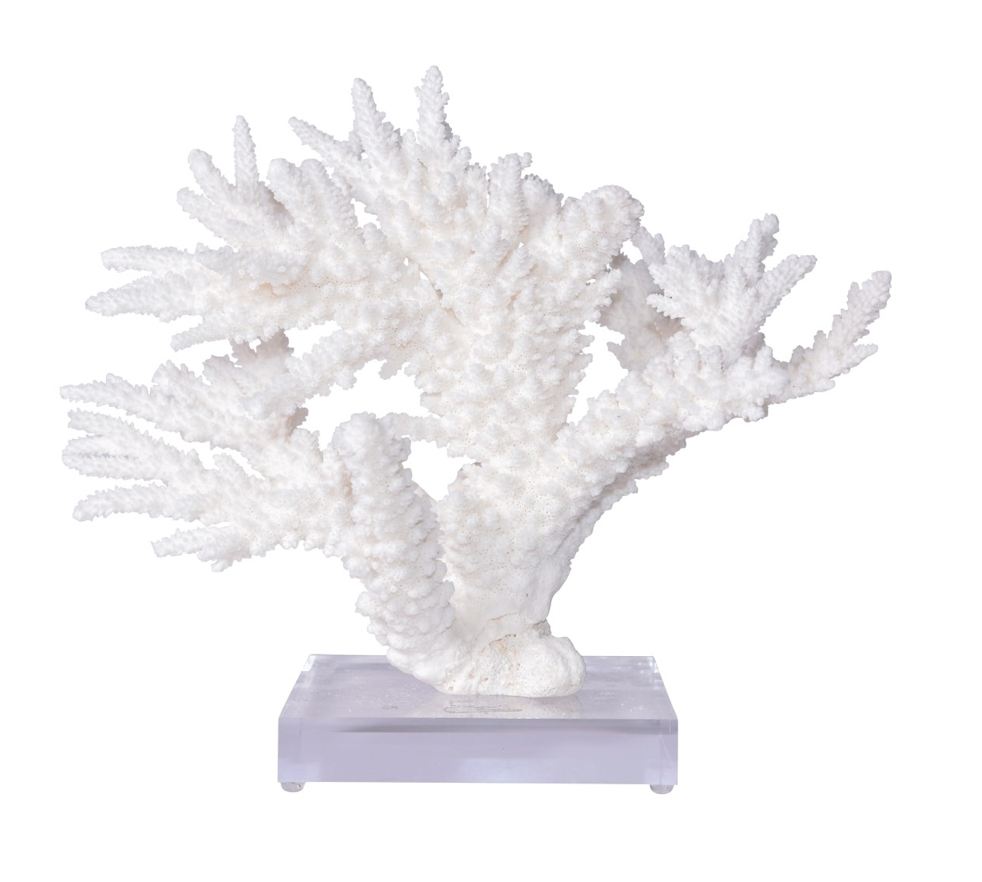 Natural Branch Coral