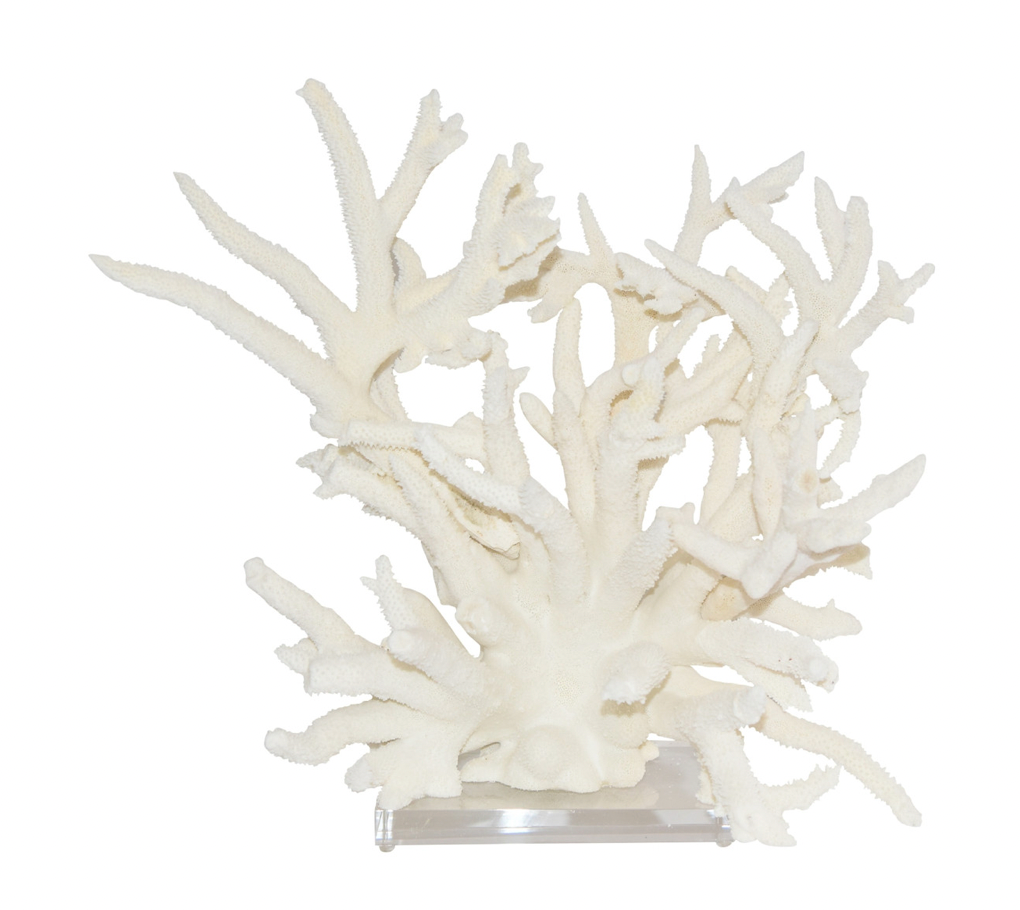 Natural Staghorn Coral