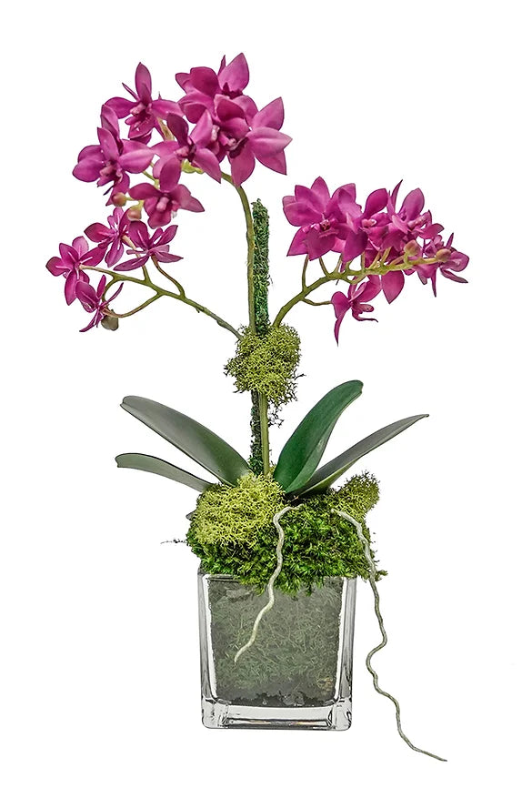 Mini Orchids In Glass Vase